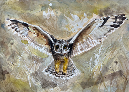 Short Eared Owl card