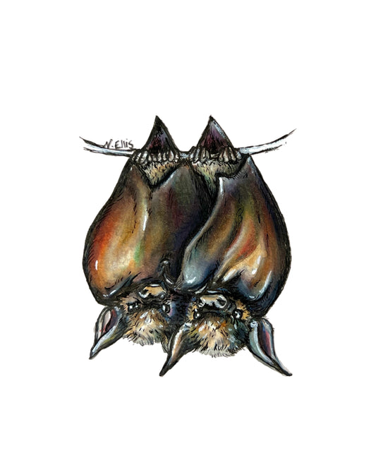 Bats card