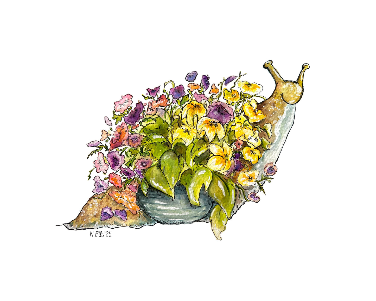 Petunia (Flowerpot Snail) Prints